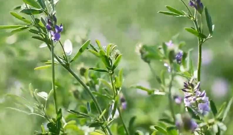 納茉采新綠  工藝再升級